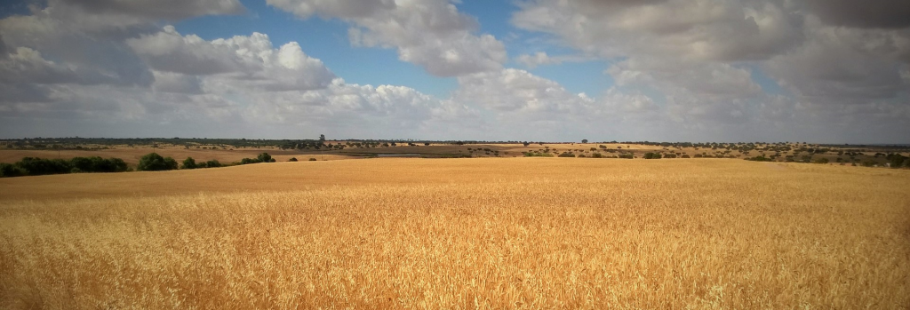 Planície alentejana